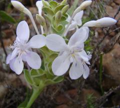 Lapeirousia pyramidalis pyramidalis