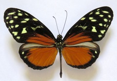 Heliconius hecale zuleika