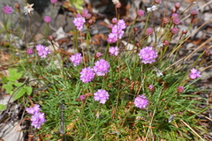 Armeria maritima elongata