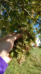 Plagianthus regius