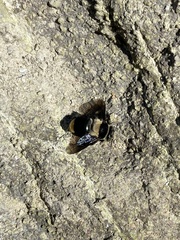 Centris flavofasciata