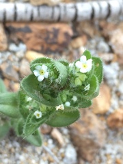 Plagiobothrys glomeratus