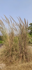 Poaceae