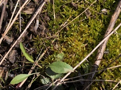 Helodium paludosum
