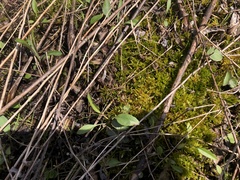Helodium paludosum