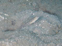 Ctenogobiops aurocingulus