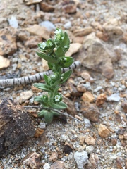 Plagiobothrys glomeratus