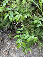 Coptosapelta diffusa