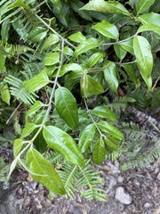 Coptosapelta diffusa