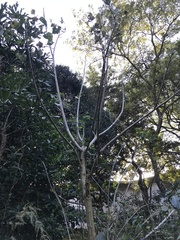 Erythrina lysistemon