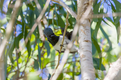 Myiagra rubecula