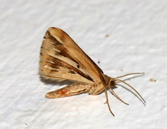 Chiasmia turbulentata