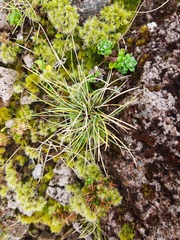 Colenso's tussock (Poa colensoi)