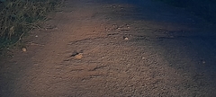Caprimulgus asiaticus