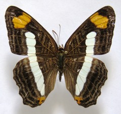 Adelpha iphicleola iphicleola