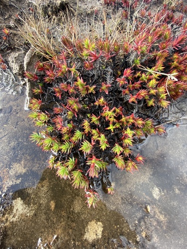Slab Stonecrop