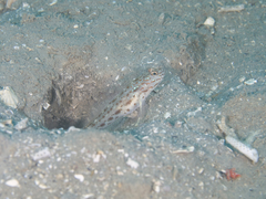 Ctenogobiops crocineus