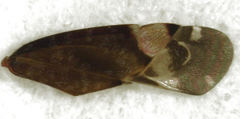 Wekamiris auropilosus