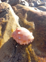 Semicassis zeylanica