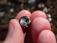 Diloma bicanaliculatum