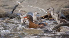 Merganetta armata armata