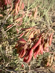 Astragalus trichopodus