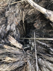 Crematogaster peringueyi