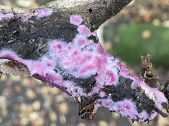 Byssomerulius psittacinus