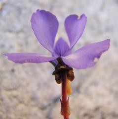 Viola decumbens scrotiformis