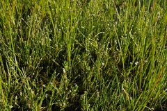 Plagiobothrys bracteatus