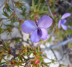 Viola decumbens scrotiformis