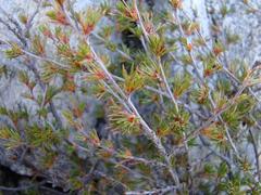 Viola decumbens scrotiformis