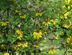 Hippocrepis emerus emeroides