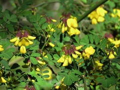 Hippocrepis emerus emeroides