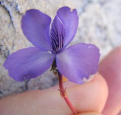 Viola decumbens scrotiformis
