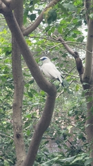 Leucopsar
