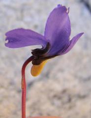 Viola decumbens scrotiformis