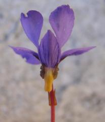 Viola decumbens scrotiformis