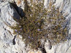 Viola decumbens scrotiformis