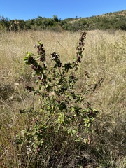 Lippia javanica