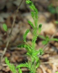 Asparagus tenuifolius