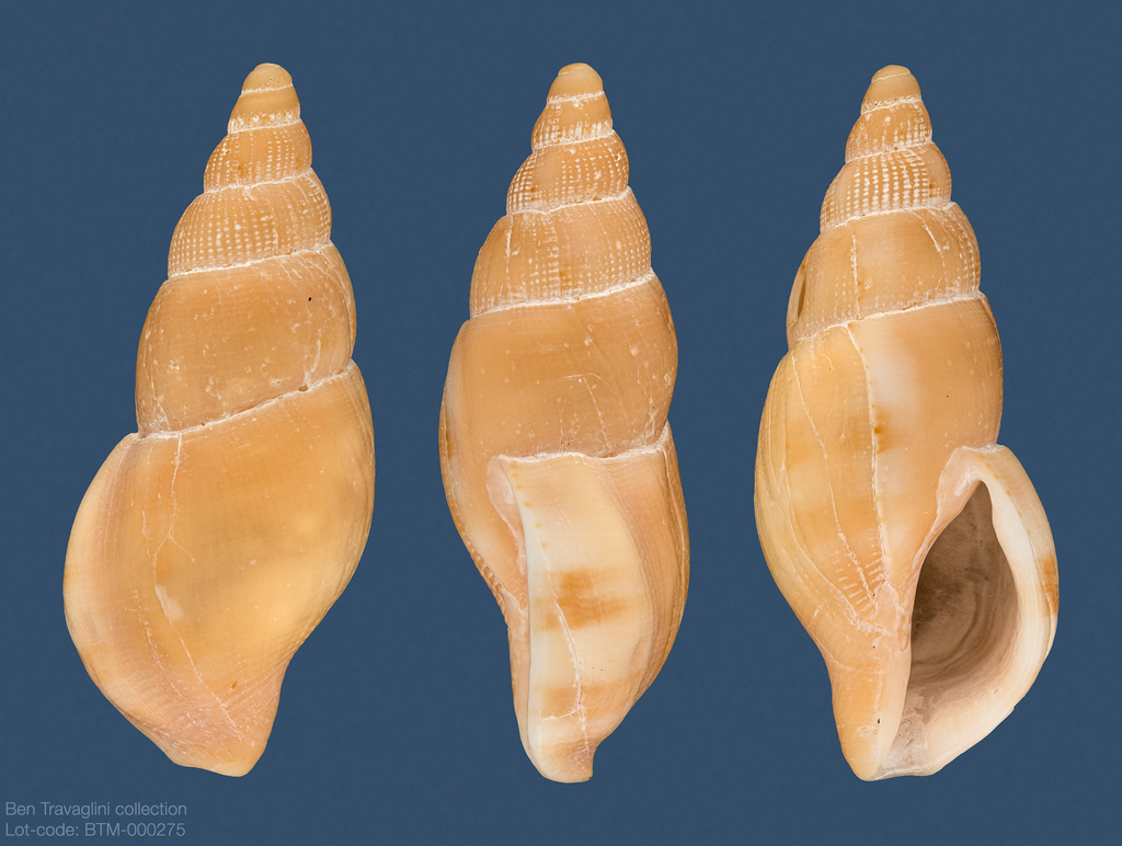 Cumia mestayerae