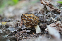 Morchella semilibera