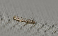 Phyllonorycter comparella
