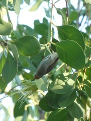 Myzomela erythrocephala