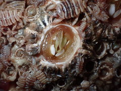 Cryptolepas rhachianecti