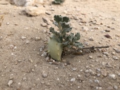 Cynanchum registanense