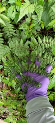 Cornopteris banajaoensis