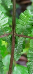 Cornopteris banajaoensis
