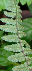 Cornopteris banajaoensis